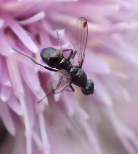 Sepsis sp.